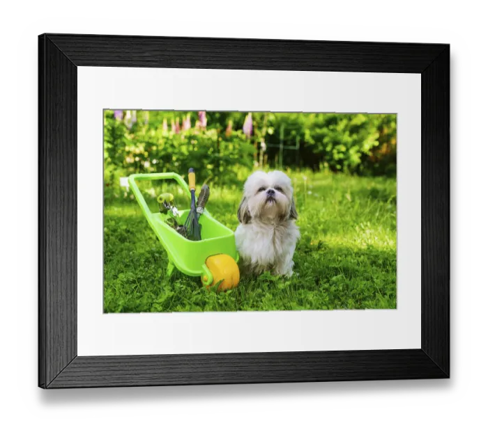 Framed Print : Cute shih tzu dog in summer garden with wheelbarrow and tools