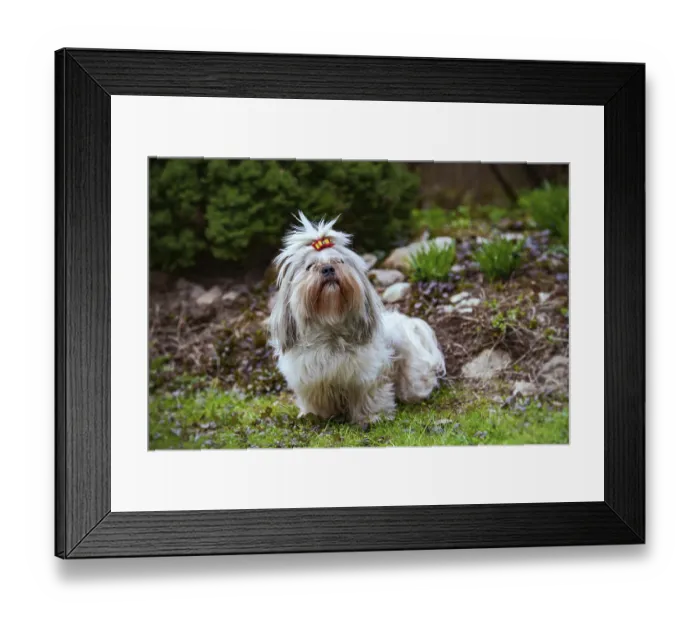 Framed Print : Shih tzu dog sitting on grass in garden Framed Print : Shih tzu dog sitting on grass in garden