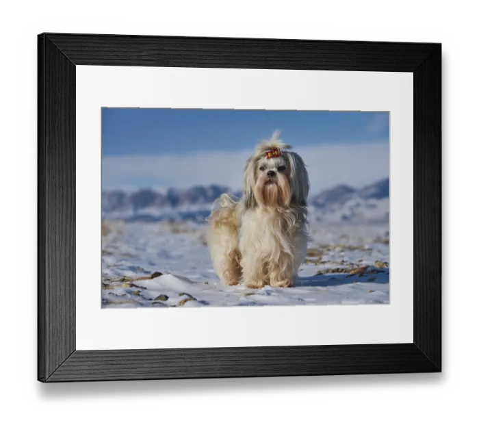Framed Print : Shih tzu dog standing on mountains background at winter