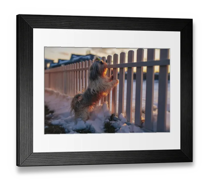 Framed Print : Shih tzu dog standing at the fence and guards the cottage at winter