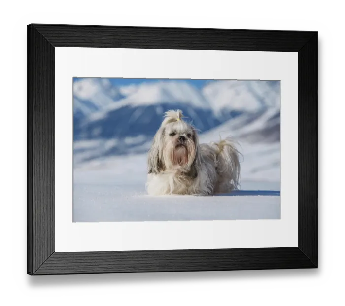 Framed Print : Shih tzu dog standing in snow on mountains background at winter