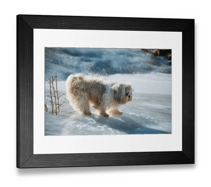 Framed Print : Shih tzu dog standing on ice trying not to slip