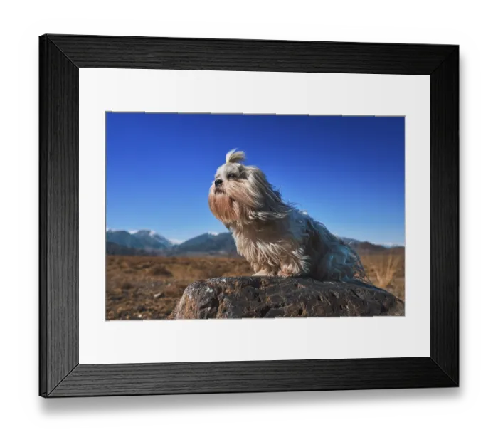 Framed Print : Shih tzu dog with sitting on stone on mountains background