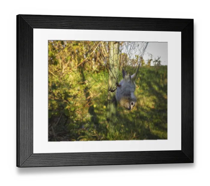 Framed Print : Goldcrest, Regulus regulus, bird trapped in net before ringing Framed Print : Goldcrest, Regulus regulus, bird trapped in net before ringing