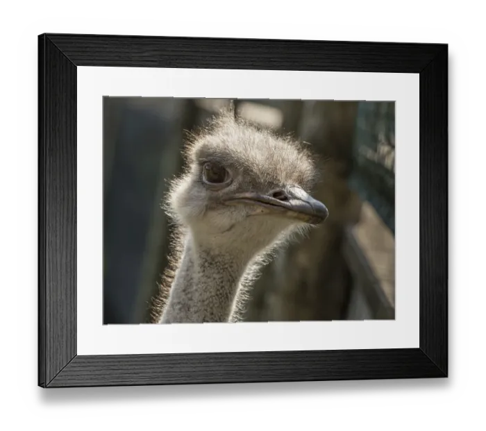 Framed Print : Head of a common ostrich, Struthio camelus