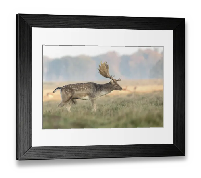 Framed Print : Fallow Deer, Dama dama, buck walking on the grass at the Eremitagesletten in Dyrehave