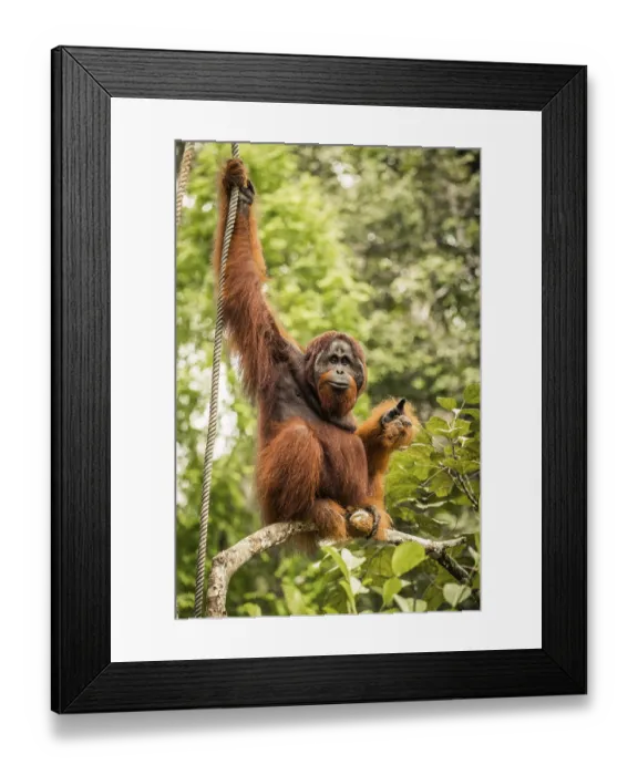 Framed Print : The adult male of the Orangutan living in the Malaysian part of Borneo