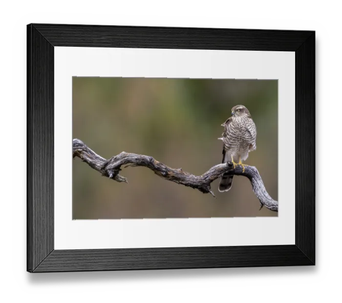 Framed Print : Sparrow Hawk sitting on an old