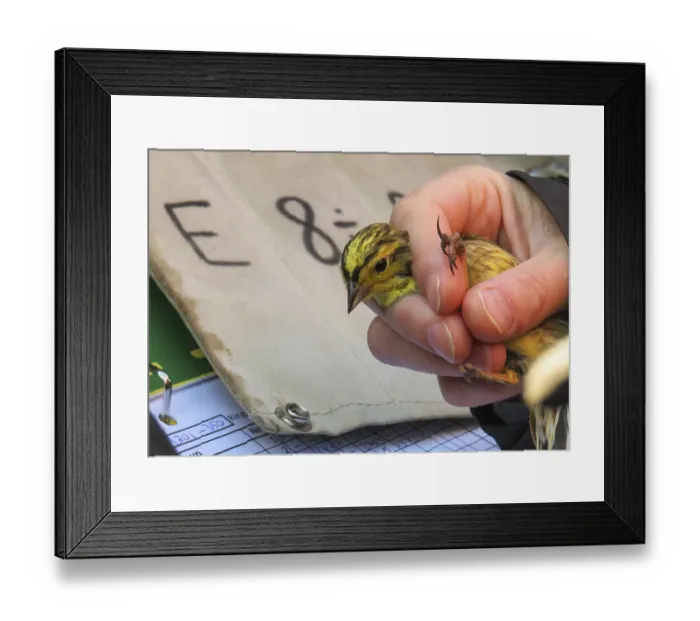 Framed Print : Yellowhammer, Emberiza citrinella