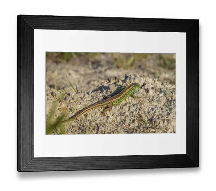 Framed Print : Sand Lizard (Lacerta agilis) male sitting on a rock in Sweden