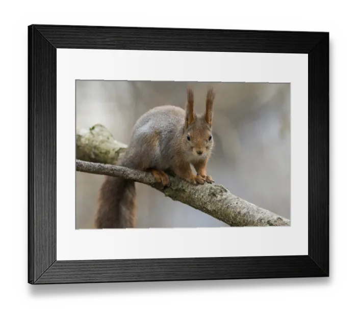 Framed Print : Cute young red squirrel sitting on tree branch with soft forest background