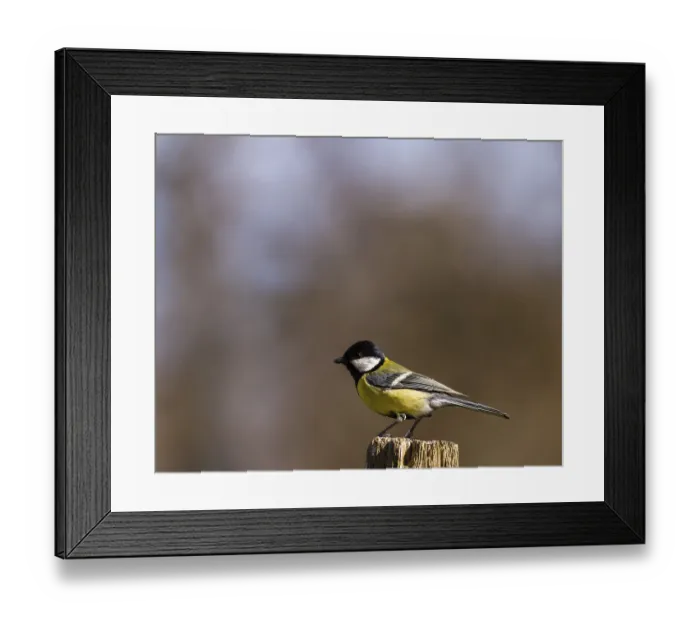 Framed Print : The Great Tit, Parus major, sitting on the top of a pole with soft natural forest background