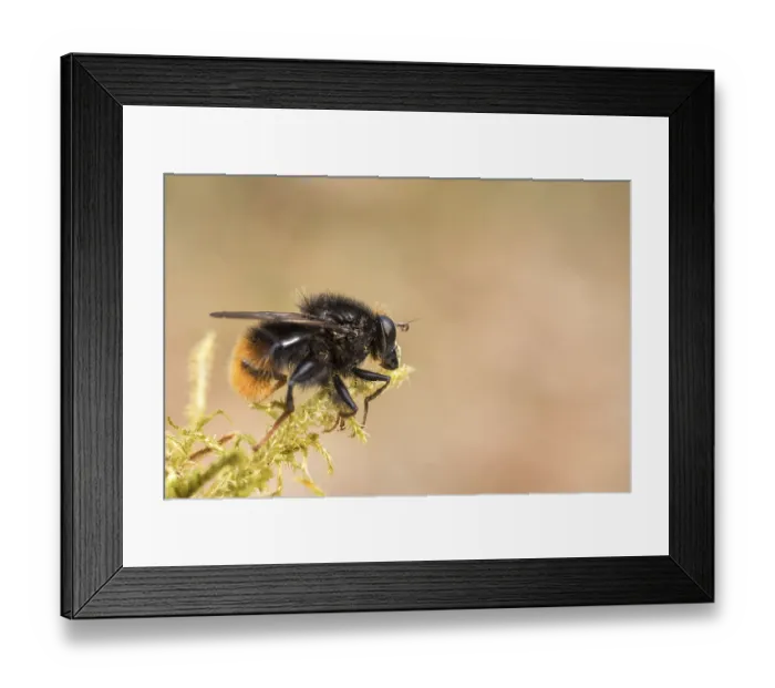 Framed Print : Hoverfly, Criorhina ranuculi, male