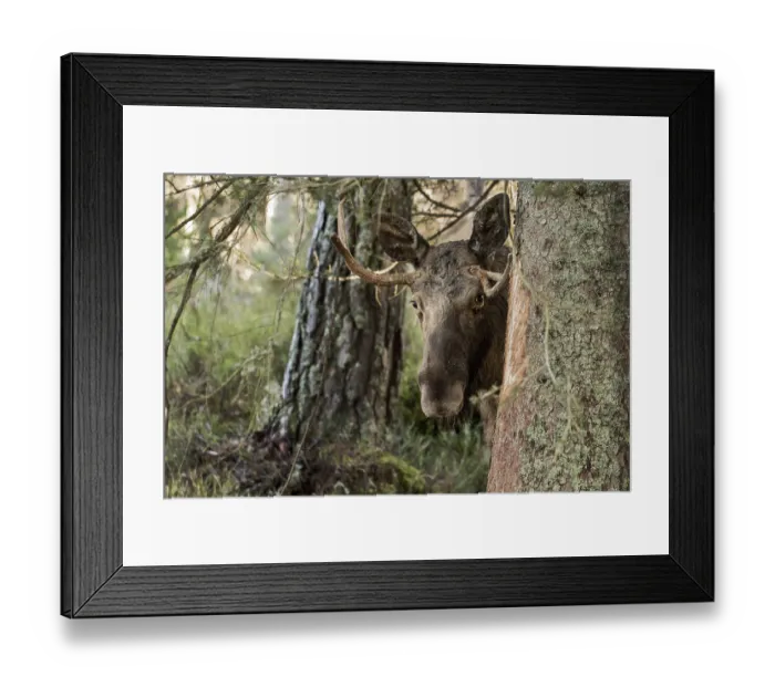 Framed Print : Moose or elk, Alces alces, young bull with antlers standing behind a spruce in Norway