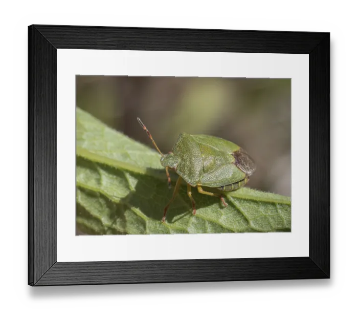 Framed Print : Mature Eurasian Green shield bug