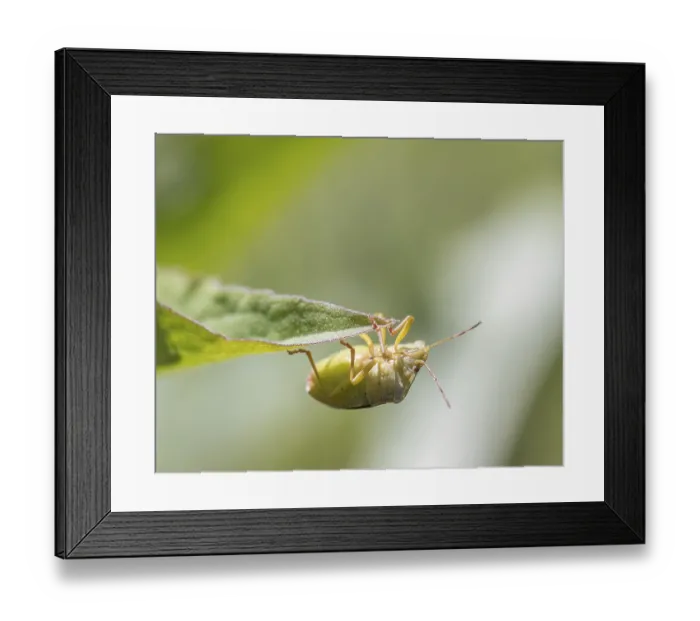 Framed Print : Mature Eurasian Green shield bug