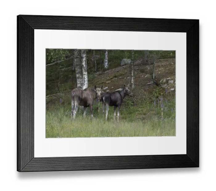 Framed Print : Cow and bull of european elk, Alces alces