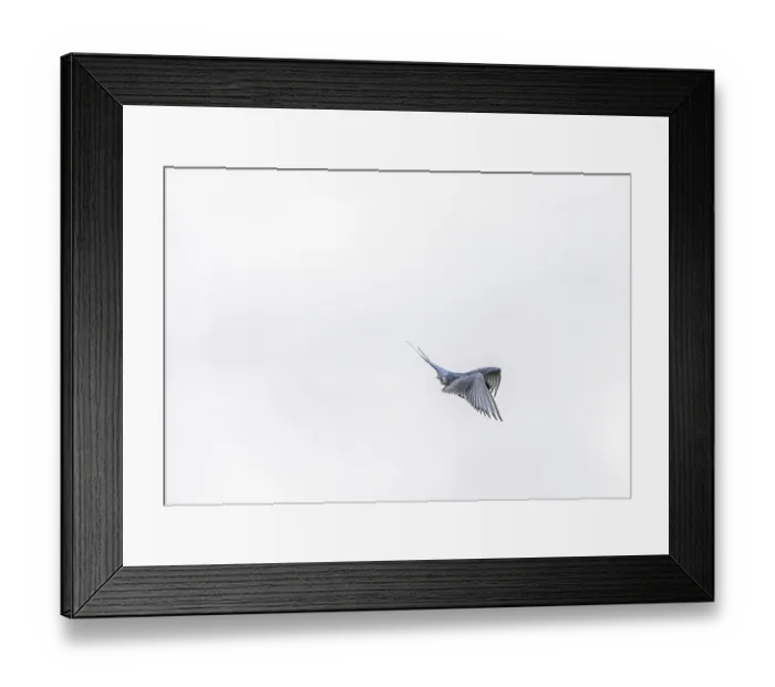 Framed Print : Arctic tern, Sterna Paradisaea