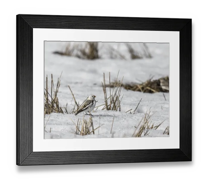 Framed Print : Snow bunting, Plectrophenax nivalis Framed Print : Snow bunting, Plectrophenax nivalis