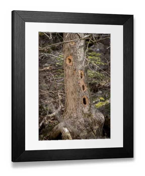Framed Print : Tree trunk with several holes made by the Black Woodpecker Framed Print : Tree trunk with several holes made by the Black Woodpecker