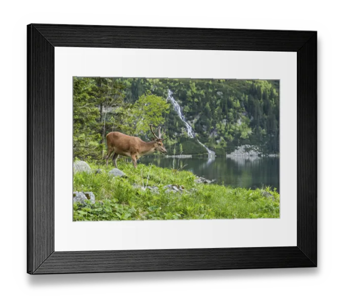Framed Print : Deer stag over alpine pond in Poland Framed Print : Deer stag over alpine pond in Poland