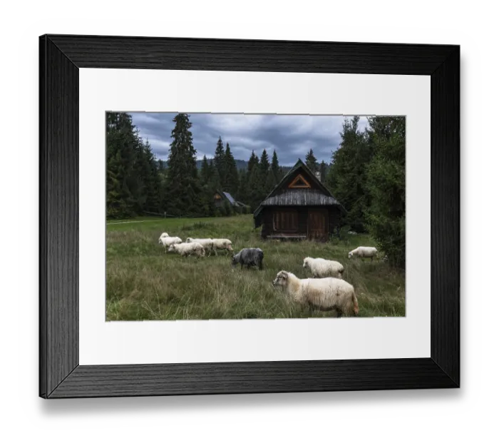 Framed Print : Wooden shepherd hut and sheep grazing in Carpathian mountains