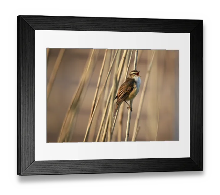 Framed Print : Reed warbler, (Acrocephalus schoenobaenus) singing in reeds
