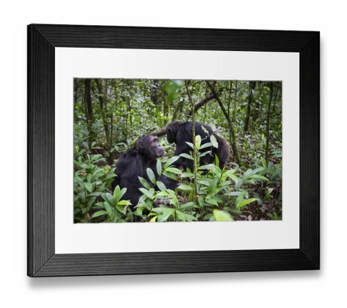 Framed Print : Chimpanzee (Pan Troglodytes), male running on the ground
