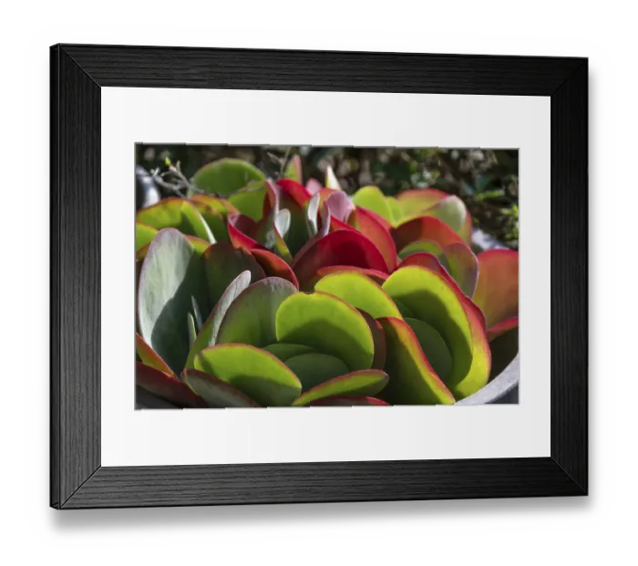 Framed Print : Leaves of the fat hen (Sedum), Bavaria, Germany