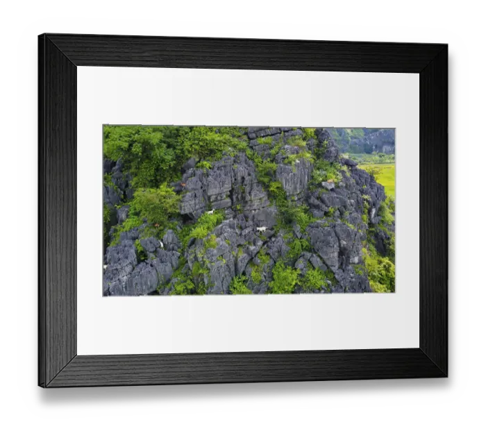 Framed Print : A drone view of mountain goats in the karstic mountains of Ninh Binh
