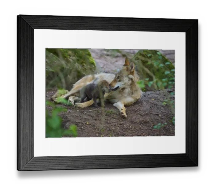 Framed Print : A wolf gently interacts in the forest with its puppy