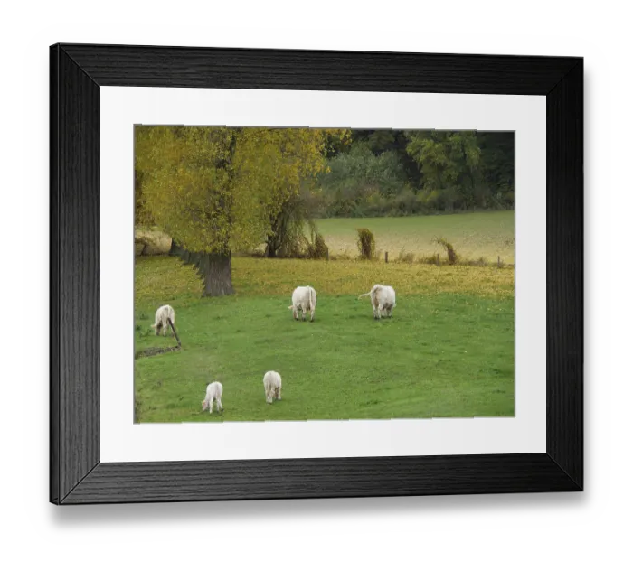 Framed Print : White cows graze on an autumn meadow next to trees with yellow leaves