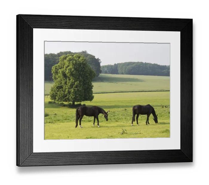Framed Print : Two horses graze peacefully on a green pasture surrounded by trees