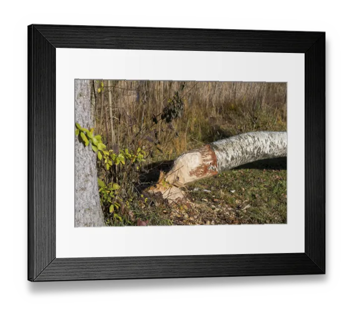 Framed Print : A birch tree felled by a beaver lies in an autumn forest Framed Print : A birch tree felled by a beaver lies in an autumn forest