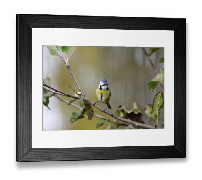 Framed Print : Blue tit (Cyanistes caeruleus) Framed Print : Blue tit (Cyanistes caeruleus)