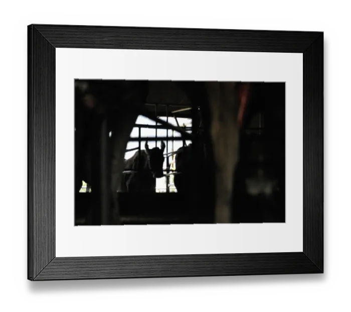 Framed Print : ibxwbk11357018
