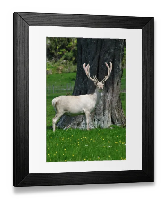 Framed Print : ibxwbk11357080