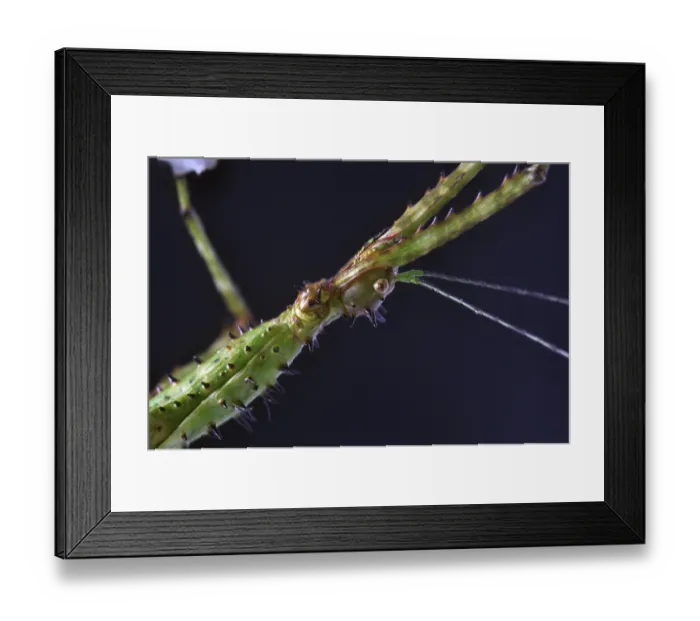 Framed Print : ibxwbk11357448 Framed Print : ibxwbk11357448