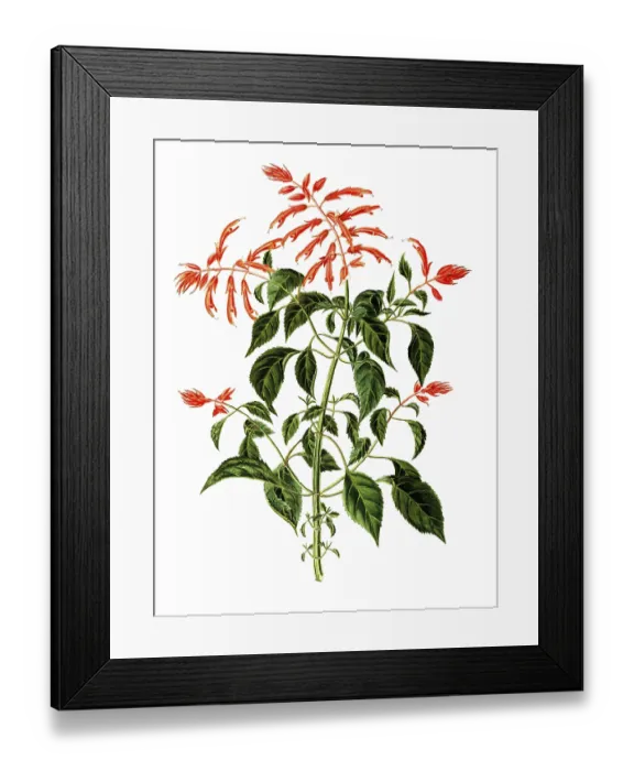 Framed Print : Labiatae or Lamiaceae, Scarlet Sage