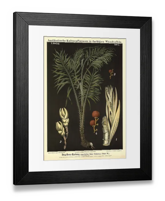 Framed Print : Cultivated plant, dragon rotang