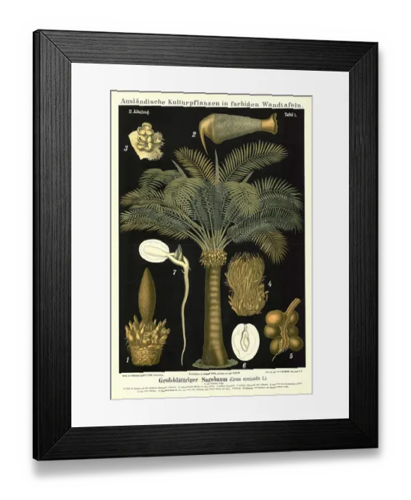 Framed Print : Cultivated plant, large-leaf sago tree