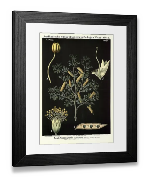Framed Print : Cultivated plant, Verek Gummiacacia