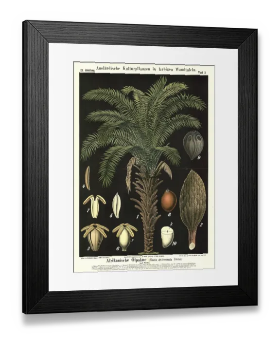Framed Print : Cultivated plant, African oil palm