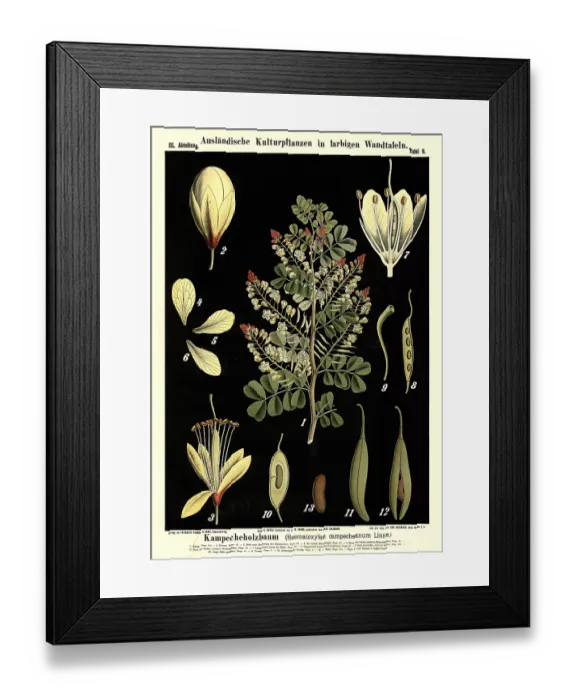 Framed Print : Cultivated plant, campecheanum tree Framed Print : Cultivated plant, campecheanum tree