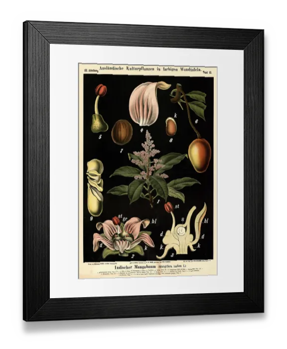 Framed Print : Cultivated plant, Indian mango tree