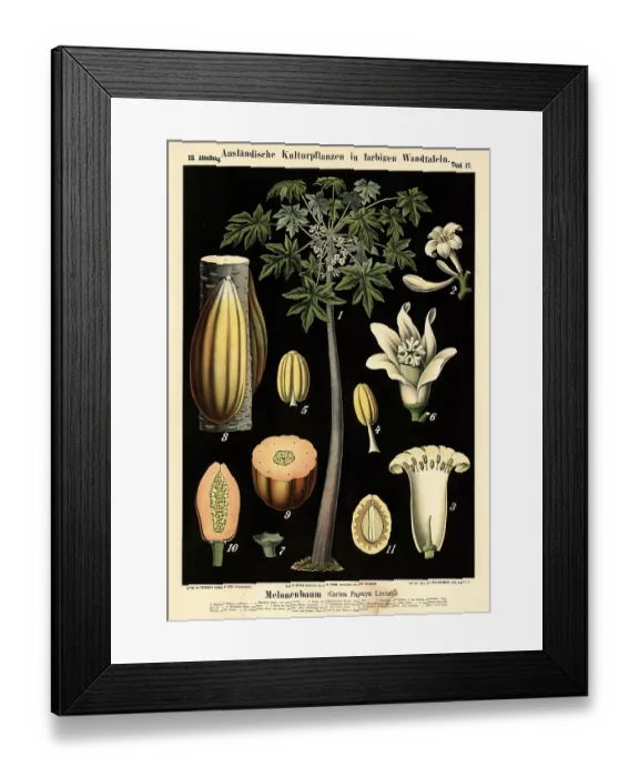 Framed Print : Cultivated plant, melon tree, Carica papaya