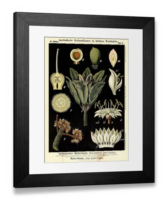 Framed Print : Cultivated plant, African butter tree Framed Print : Cultivated plant, African butter tree