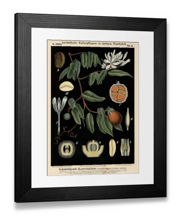 Framed Print : Cultivated plant, beautiful rubber liana