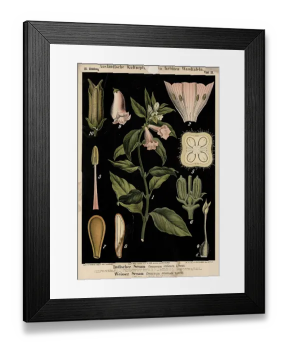 Framed Print : Cultivated plant, Indian sesame