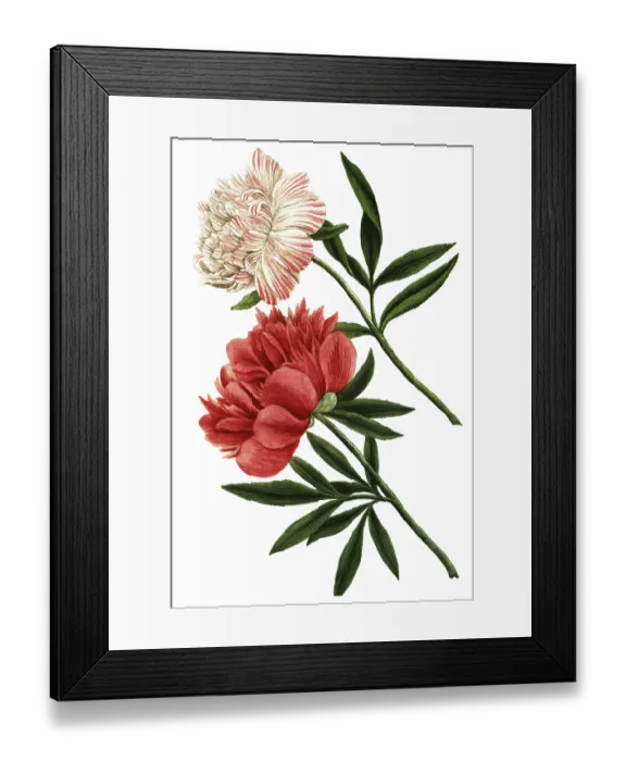 Framed Print : Peony variant, Paeonia mas major flore incarnato pleno